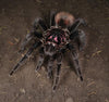 Xenesthis sp. Intermedia, Amazon Blue Bloom tarantula.