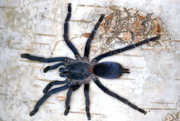Phlogiellus johnreylazoi, Palawan Blue tarantula.