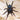 Sahydroaraneus raja (Indian Blue Dwarf Tarantula)
