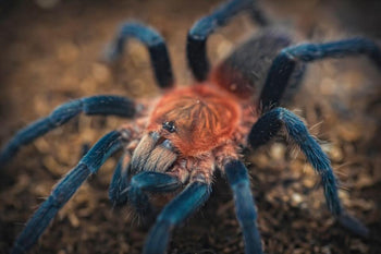 Holothele longipes (Trinidad Pink Tarantula)