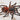 Neischnocolus (Ami) sp. 'Panama' (Gold Banded Sunburst Dwarf Tarantula)