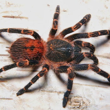 Neischnocolus sp. Panama, Gold Banded Sunburst Dwarf tarantula.