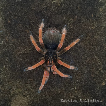 Pamphobeteus sp. 'Solaris' (Solar Flare Bird Eater Tarantula)