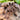 Tliltocatl albopilosus (Nicaraguan Curly Hair Tarantula)