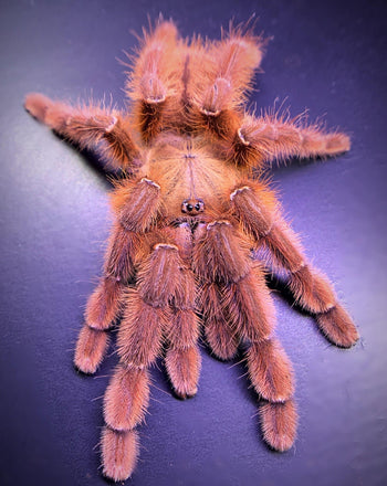 Phormingochilus sp. "Rufus" (Peach Earth Tiger Tarantula) 0.75-1" FREE AFTER $200 SPENT