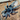 Thrixopelma cyaneolum "Blue" (Peruvian Royal Blue Tarantula)