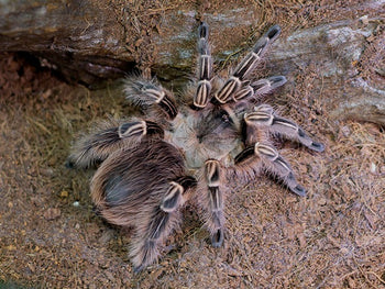 Eupalaestrus campestratus, Pink Zebra Beauty tarantula, 0.5 inch.