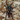 Hapalopus sp. Fire Patch tarantula, 0.25 to 0.5 inch.