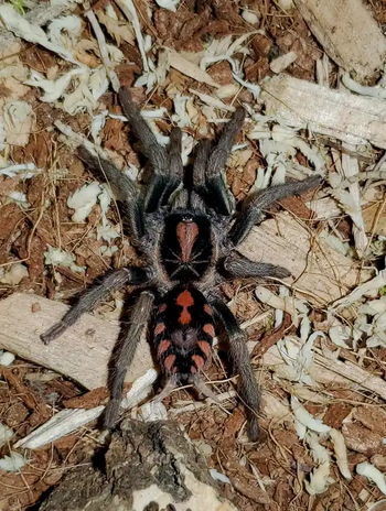 Hapalopus sp "Fire Patch" Tarantula