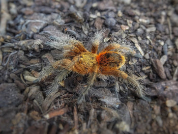 Euathlus sp. 'Fuego' Tarantula