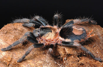 Cardiopelma mascatum, Oaxaca Dwarf tarantula.