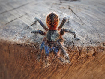 Euathlus sp. 'Tigre Azul' (Chilean Blue Tiger Tarantula)  *VERY RARE*