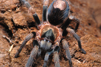 Cardiopelma mascatum (Oaxaca Dwarf Tarantula) 0.5-0.75"