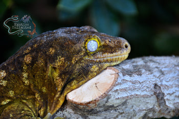 Leachanis Gecko LE2021