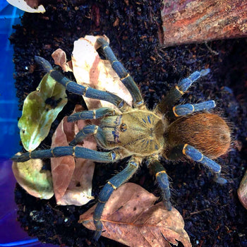 Theraphosidae sp "Kingfisher" (Royal Blue Beauty Tarantula) 0.75-1"