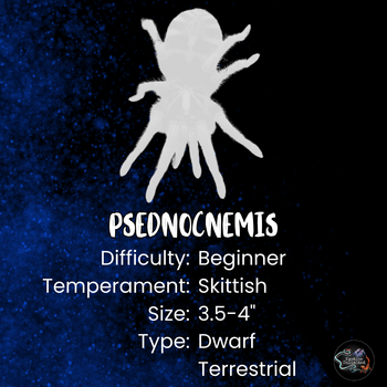 Psednocnemis brachyramosa (Malaysian Blue Femur Tarantula)