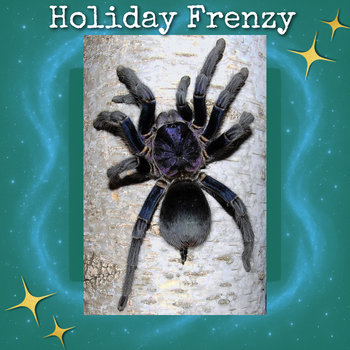 Phormictopus sp. 'Dominican Purple' Tarantula 0.75-1"