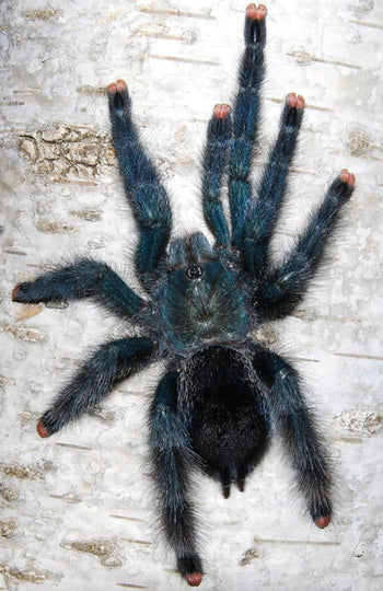 Avicularia sp. 'Metallica' M6 (Metallic Pink Toe Tarantula)