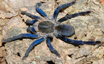 Cyriopagopus lividus (Cobalt Blue Tarantula)