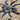 Cyriopagopus lividus, Cobalt Blue tarantula, female, 5 inches.