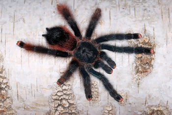Avicularia braunshauseni (Goliath Pink Toe Tarantula) 2" MALE