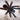 Avicularia braunshauseni (Goliath Pink Toe Tarantula)