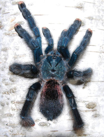 Avicularia avicularia (Guyana Pink Toe Tarantula) 0.75-1"
