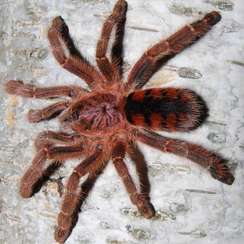 Avicularia minatrix (Dwarf Red Pink-Toe Tarantula)