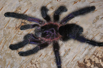 Avicularia sp. Ecuador, Ecuadorian Purple Pink Toe tarantula, about 1.5 inches.