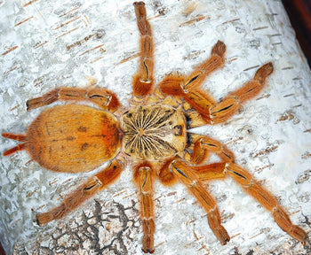 Pterinochilus murinus 'Usambara' (Orange Baboon Tarantula)