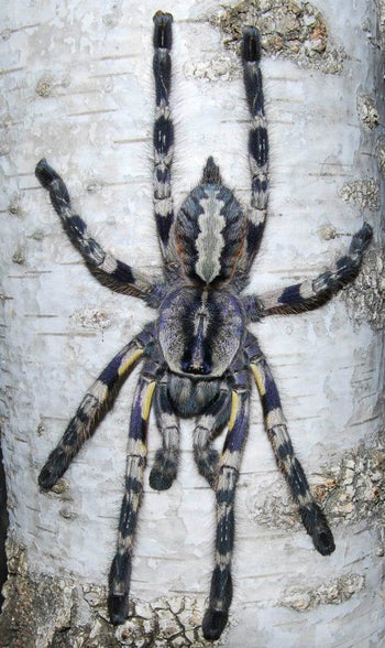 Poecilotheria regalis (Indian Ornamental Tarantula)