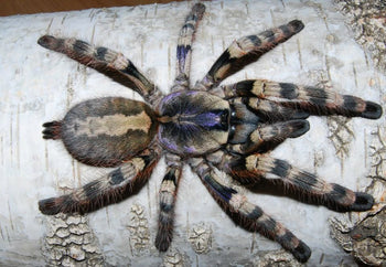 Poecilotheria tigrinawesseli (Tiger Ornamental Tarantula)