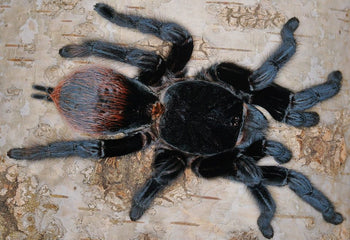 Tliltocatl vagans (Mexican Red Rump Tarantula)
