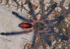 Ybyrapora sooretama, Harlequin Pink Toe tarantula.