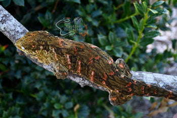 Leachanis Gecko LE070724