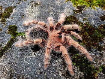 Theraphosidae sp. 'Tordo' 1-1.25"