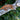 Gargoyle Gecko SG101925