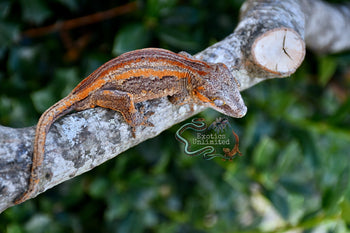 Gargoyle Gecko SG101925