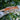 Orange Stripe Gargoyle Gecko MALE SG082025-1