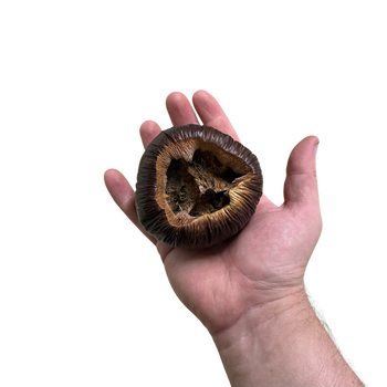 Borassus Pod