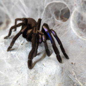 Chilobrachys natanicharum (Electric Blue Tarantula) 1-1.5"