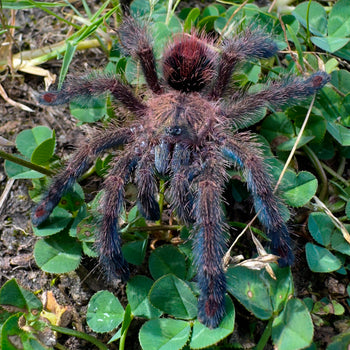 Ybyrapora diversipes (Amazon Sapphire Pink-Toe Tarantula) 0.75-1"