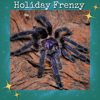 Avicularia cf. purpurea 'Colombia'  (Colombian Purple Pink Toe Tarantula) 0.5-0.75