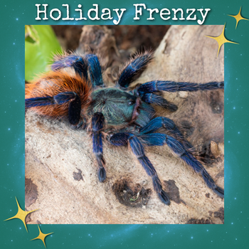 Chromatopelma cyaneopubescens (Green Bottle Blue Tarantula) (GBB) 0.5-0.75"