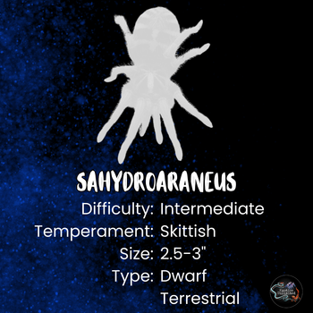 Sahydroaraneus raja (Indian Blue Dwarf) about 0.75 *RARE*