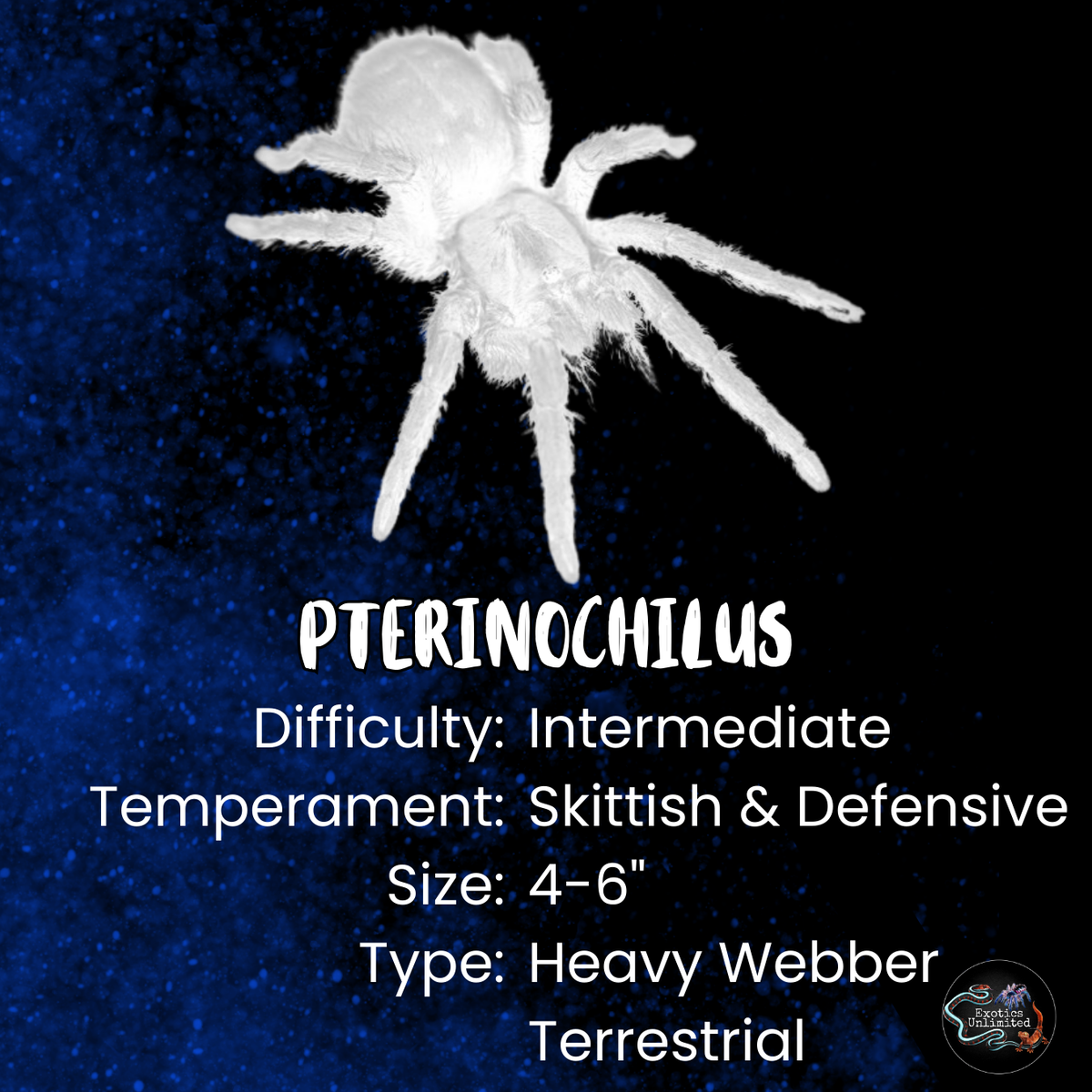 Pterinochilus murinus DCF 'Kigoma' (Gold & Orange Baboon Tarantula