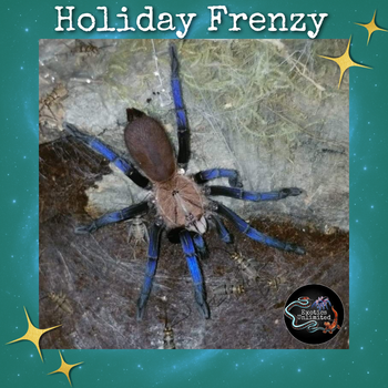 Birupes simoroxigorum (Neon Blue Leg Tarantula) 0.5-0.75