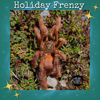 Amazonius germani (Orange Tree Spider) 0.75-1”