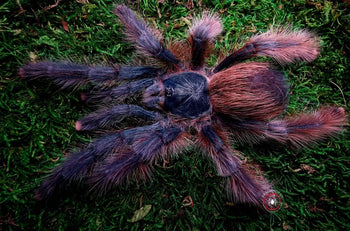 Avicularia sp. 'Tucurui' Tarantula *RARE*