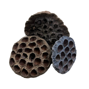Lotus Head Seed Pod